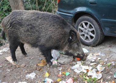Animali selvatici distruggono le coltivazioni di farro