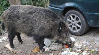 Animali selvatici distruggono le coltivazioni di farro