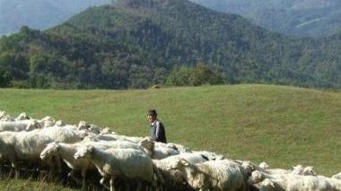 Un pastore con le pecore