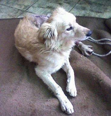 Il cane investito da un’auto alla Valdana