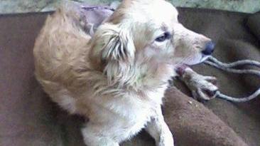 Il cane investito da un’auto alla Valdana