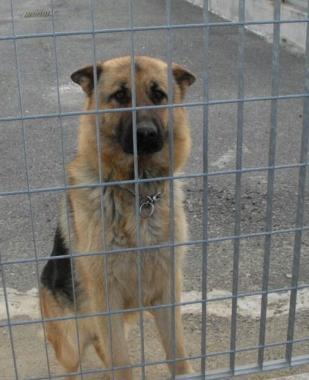 Un cane abbandonato  