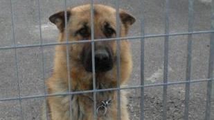Un cane abbandonato