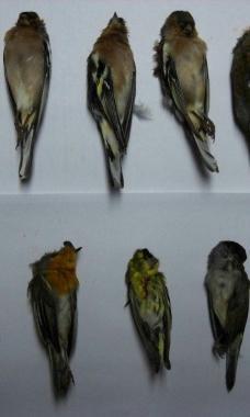 Gli uccelli uccisi A destra il fucile sequestrato dagli uomini del Corpo forestale 
