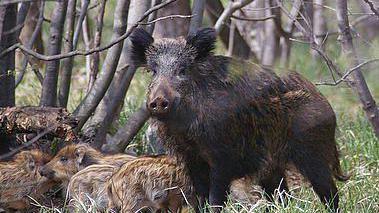 Una femmina di cinghiale con i suoi cuccioli