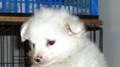 Maxi-sequestro di cani in porto