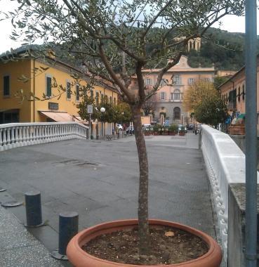 Negozi abbelliti da olivi e piante