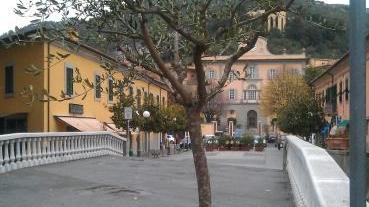 Negozi abbelliti da olivi e piante
