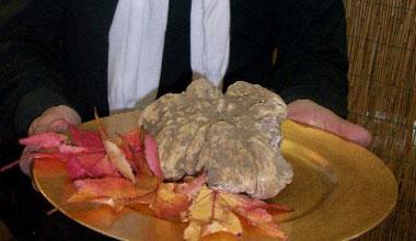 Trovato tartufo da 550 grammi, vale 2000 euro