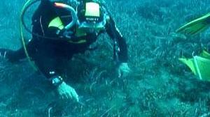 Pianosa, pronto il regolamento per le boe Da stabilire il costo delle immersioni