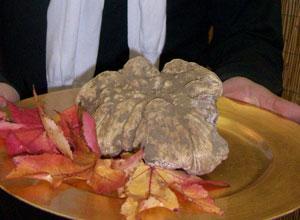 Pepita da record oltre mezzo chilo di pregiato tartufo