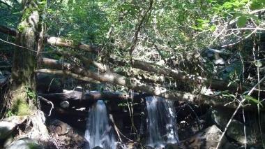 Tronchi d’albero invadono il letto dell’Ombrone