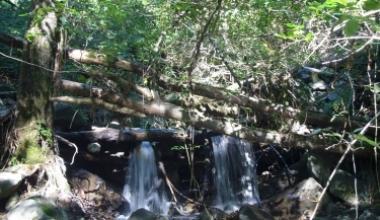 Allarme Ombrone, il letto del fiume è invaso dai tronchi