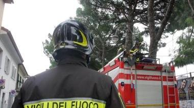 Vigili del fuoco su un albero