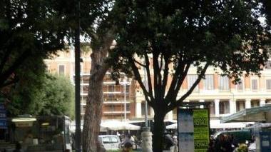 L’albero inclinato