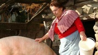 Macellare i suini, istruzioni per l'uso