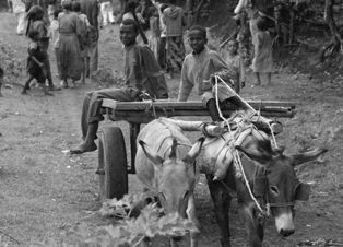 <b>LETIOPIA </b>in una foto scattata dall&eacute;quipe della societ&agrave; del presidente Cavanna   
