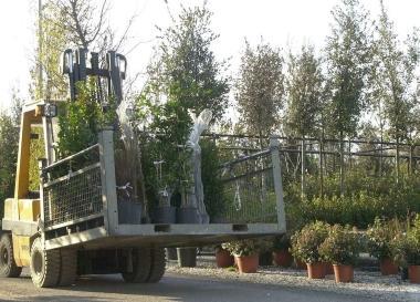 A lato e sotto due immagini di lavoro in aziende vivaistiche della Piana    
