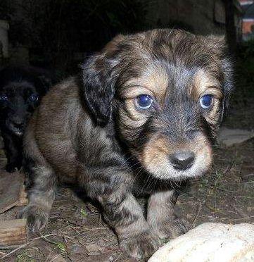 Uno dei cuccioli da adottare 