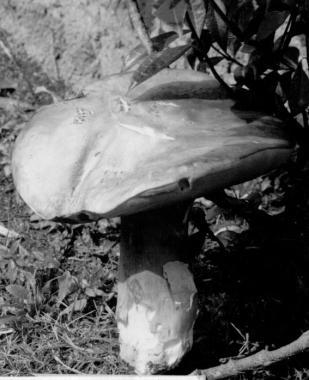 Funghi superstar della tavola con la mostra micologica