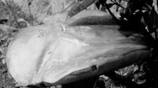 Funghi superstar della tavola con la mostra micologica