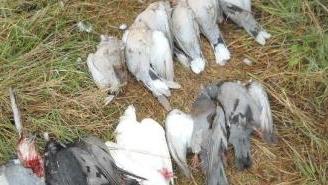 Tortore e piccioni uccisi dai cacciatori sorpresi dalle guardie Wwf