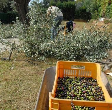 La raccolta delle olive 