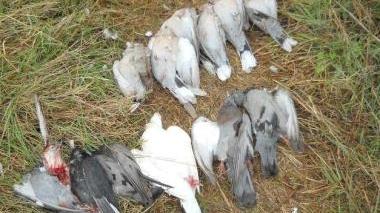 I piccioni e le tortore uccisi dai cacciatori