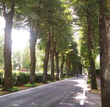 Il viale di Fornoli con i tigli malati   