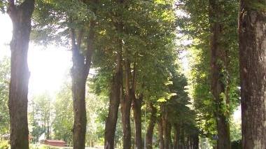 Il viale di Fornoli con i tigli malati