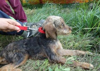 Il cane abbandonato 