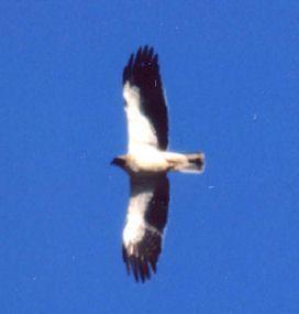 Aquila presa a fucilate