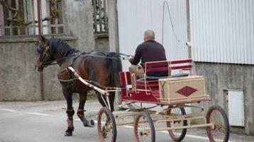 <strong>CAVALLO.</strong> Terrore per un cavallo staccato da un calesse al galoppo a Marina