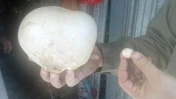 Trovato un fungo gigante