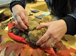 Tartufo bianco, cala la raccolta e la richiesta