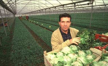 Coltivazioni biologiche di insalata in una serra 