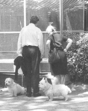 Cani a passeggio 