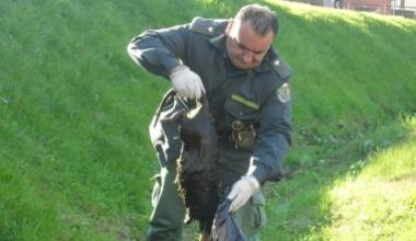 Recuperata nel fosso a Sant'Anna la carcassa di una grossa nutria