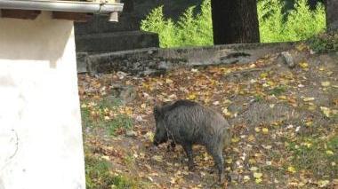 Il cinghiale rintanato all’ex Maeba