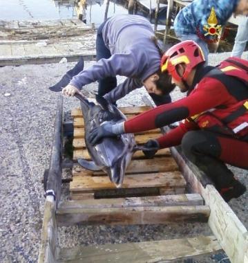 Il delfino &egrave; stato trovato morto ieri (foto Centro doc. dei vigili del fuoco) 