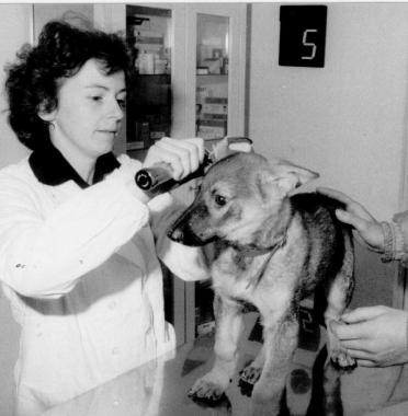 Un cucciolo curato dal veterinario      