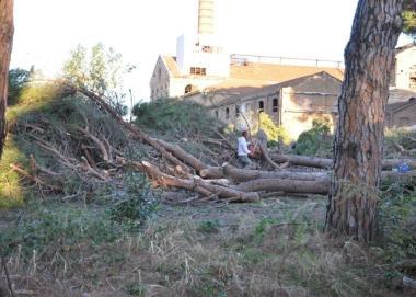 Pini tagliati nellarea ex zuccherificio   