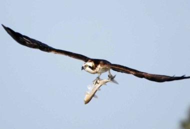 <b>UN FALCO </b>con la sua preda fra gli artigli nel cielo della Maremma      