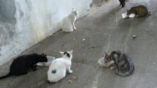 Gatti randagi nel vicolo di un paese