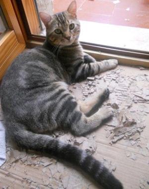 <b>PLINIO </b>il gatto smarrito a Roselle      