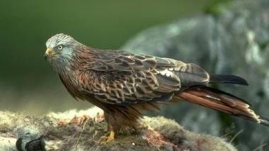 <b>RE DEL CIELO </b>Un nibbio reale fotografato nel Parco faunistico del Monte Amiata