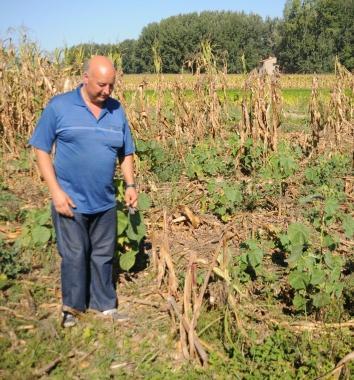 I danni prodotti dagli ungulati in una coltivazione   