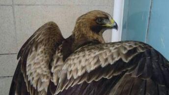 Aquila ferita a un'ala dal fucile del bracconiere