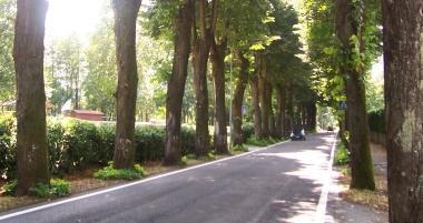 I tigli lungo il viale di Fornoli 