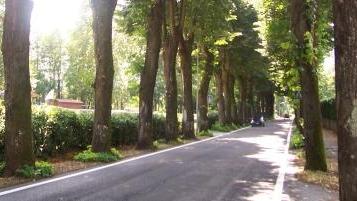 I tigli lungo il viale di Fornoli